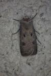Agrotis exclamationis