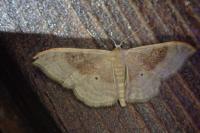 Idaea degeneraria