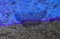 Scopula tessellaria