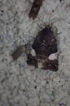 Tyta luctuosa