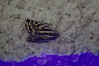 Emmelia trabealis