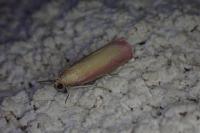Oncocera semirubella