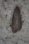 Lamoria anella