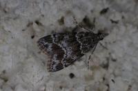 Eudonia mercurella