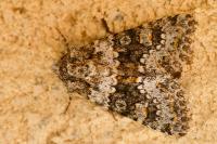 Hecatera dysodea