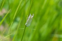 Myelois circumvoluta