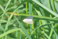 Udea lutealis
