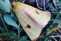 Diacrisia sannio