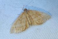 Idaea ochrata