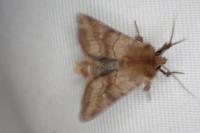 Eriopygodes imbecilla