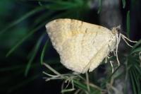Camptogramma bilineata
