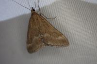 Pyrausta aerealis