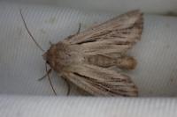 Leucania comma