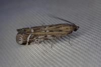 Pempeliella ornatella