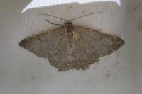 Gnophos obfuscata