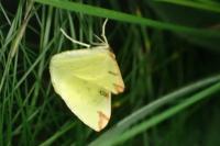Opisthograptis luteolata