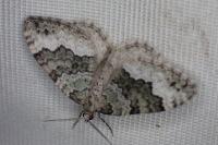 Colostygia aptata
