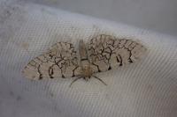 Eupithecia venosata