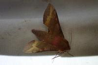 Deilephila porcellus