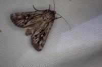 Actinotia radiosa