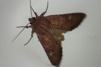 Apamea lateritia