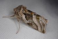 Euchalcia variabilis