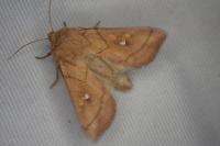 Mythimna conigera