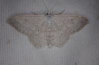Scopula incanata