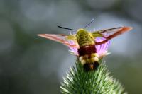 Hemaris fuciformis