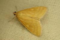 Sitochroa verticalis