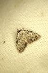 Nola confusalis