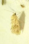 Cynaeda dentalis