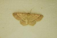 Scopula rubiginata