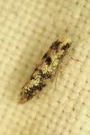 Infurcitinea albicomella
