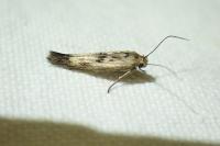 Scythris limbella