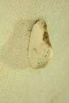 Cilix glaucata