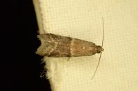 Ephestia