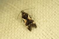 Teleiodes luculella