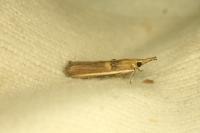 Etiella zinckenella