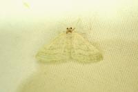 Idaea subsericeata