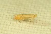 Phyllonorycter parisiella