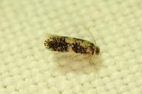 Ectoedemia