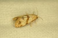 Phalonidia contractana