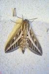 Hyles livornica
