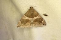Dysgonia algira