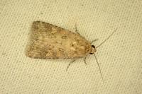 Spodoptera exigua