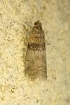 Sciota rhenella