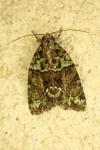 Cryphia algae