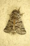 Thaumetopoea pityocampa