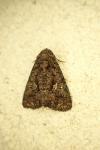 Mamestra brassicae